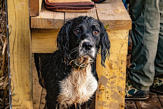 20241025 [Fieldstone] Duck Hunt