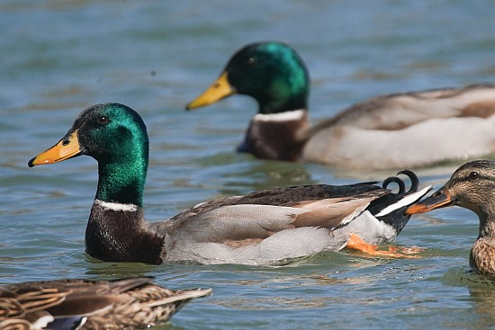 20250222 [Fieldstone] Pheasant Hunt